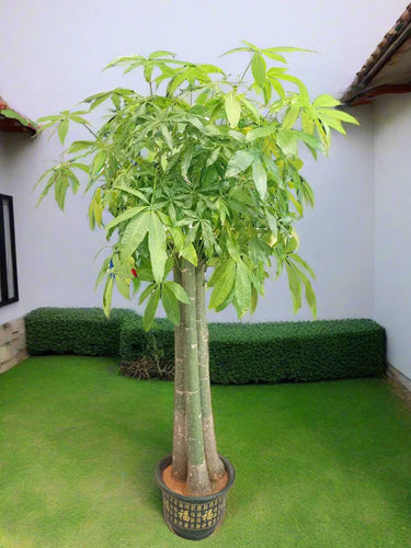 Money Tree Microcarpa